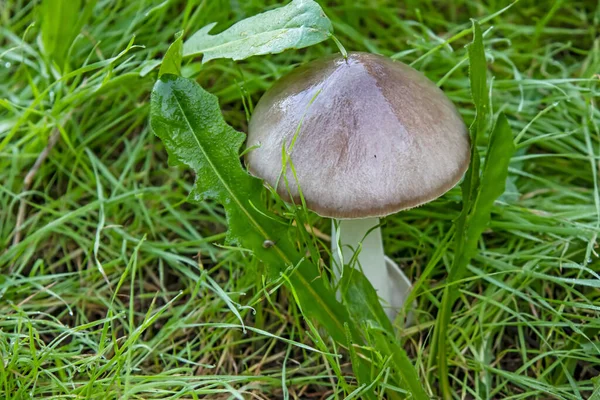 Fermer Champignon Dans Herbe Dans Nature — Photo