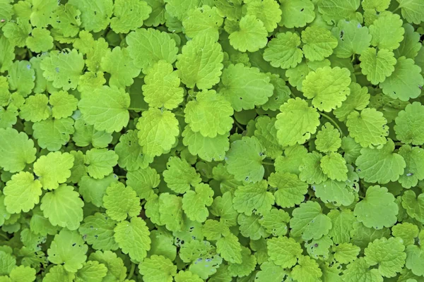 Close Grüne Blätter Hintergrund Der Natur — Stockfoto