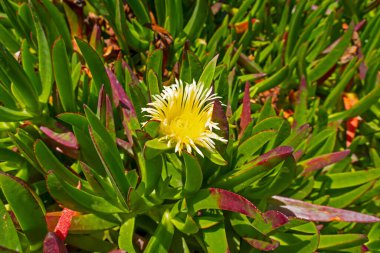 Doğadaki bahçedeki klorlu çiçekleri kapat.