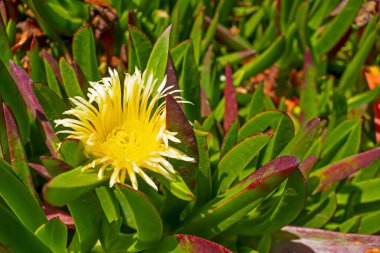 Doğadaki bahçedeki klorlu çiçekleri kapat.