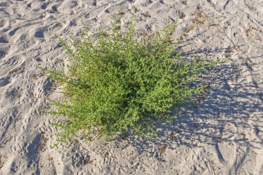 Kumsaldaki kumlarda yabani otlar