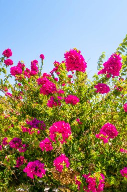 Doğadaki bahçedeki klorlu çiçekleri kapat.