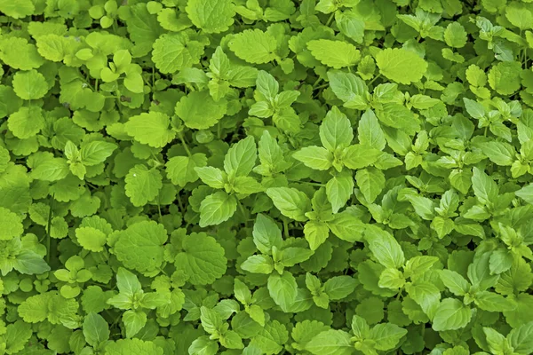 Close Grüne Blätter Hintergrund Der Natur — Stockfoto