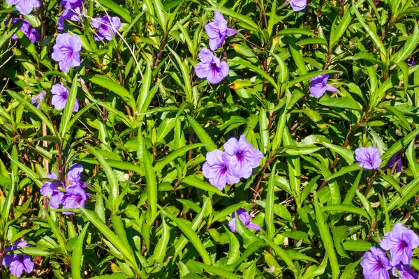 Närbild Praktfulla Blommor Trädgården Naturen — Stockfoto