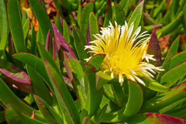 Fechar Flores Clorful Jardim Natureza — Fotografia de Stock