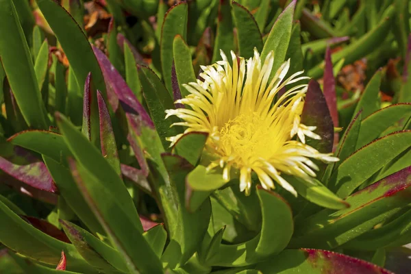 Fechar Flores Clorful Jardim Natureza — Fotografia de Stock