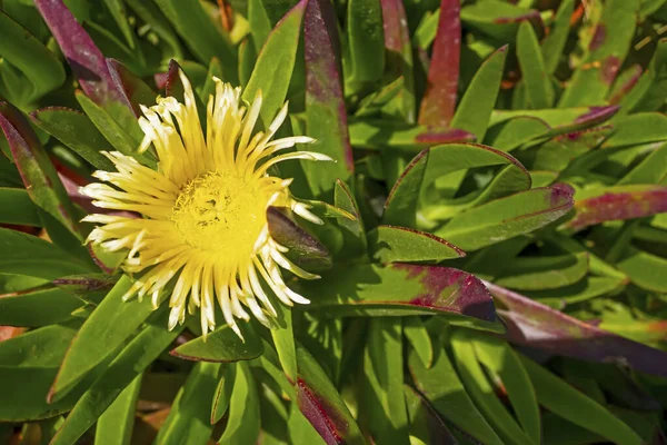 Fechar Flores Clorful Jardim Natureza — Fotografia de Stock