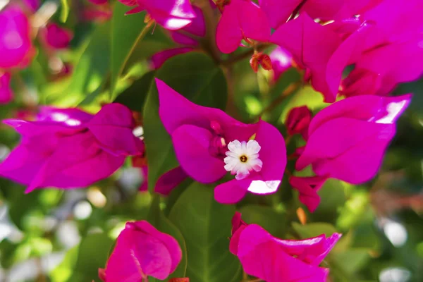 Közelről Virágos Virágok Kertben Természetben — Stock Fotó
