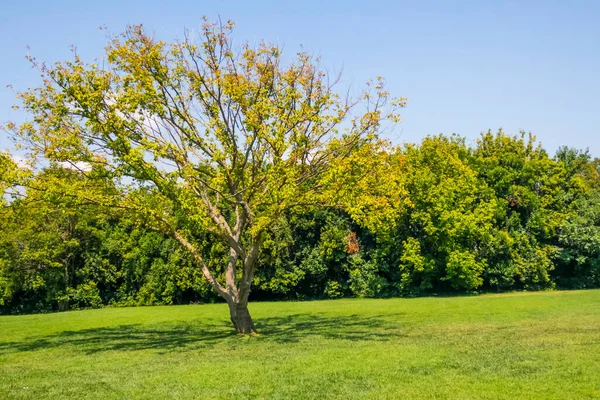 Träd Och Gröna Löv Parken Naturen — Stockfoto