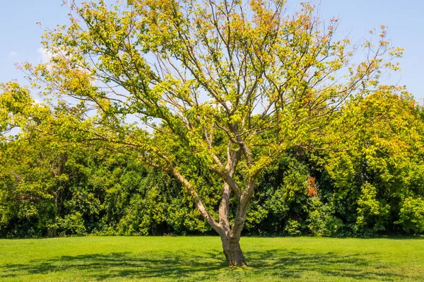 Träd Och Gröna Löv Parken Naturen — Stockfoto