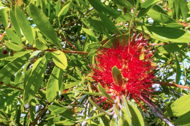Doğadaki bahçedeki klorlu çiçekleri kapat.