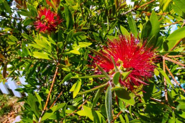 Doğadaki bahçedeki klorlu çiçekleri kapat.