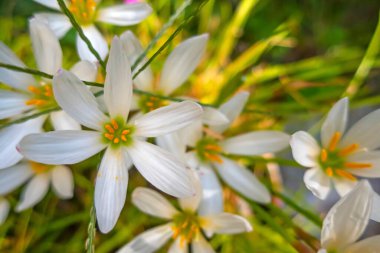 Doğadaki bahçedeki klorlu çiçekleri kapat.