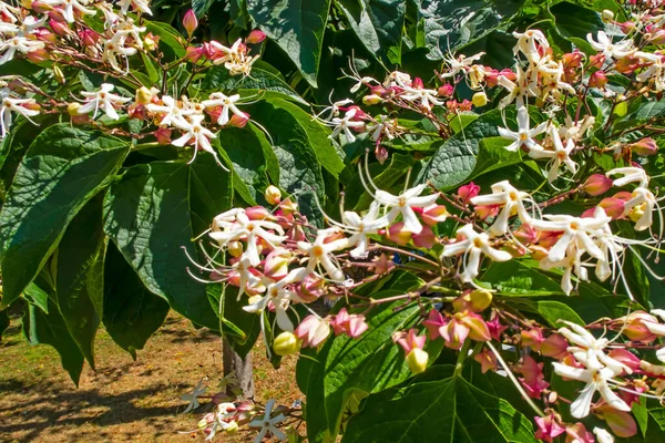 Cerca Flores Clorosas Jardín Naturaleza —  Fotos de Stock