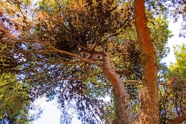 Gros Plan Arbre Avec Ciel Dans Nature — Photo