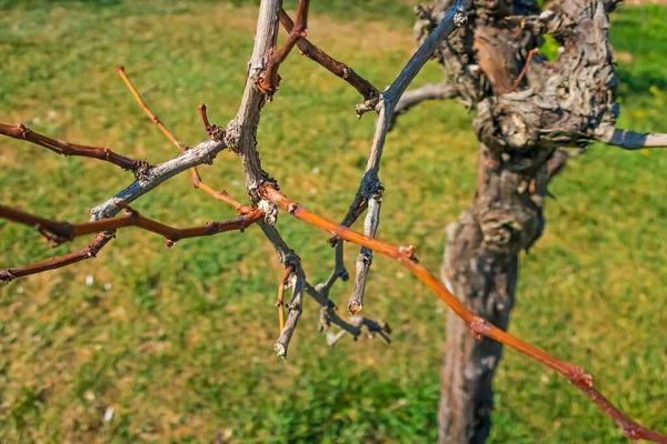 Fechar Árvores Sem Folhas Estação Inverno — Fotografia de Stock