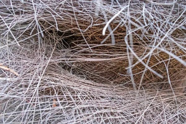 Close Bird Nest Bushes Nature — Stock Photo, Image