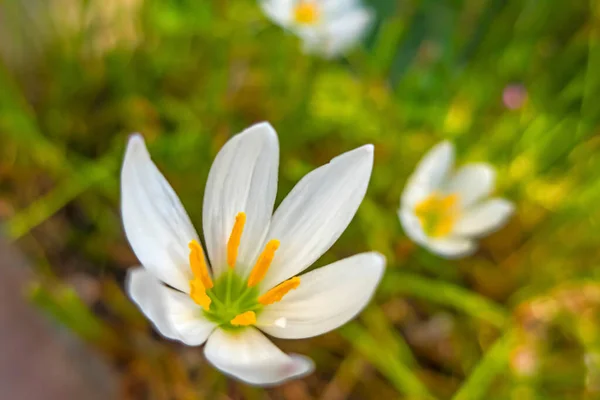 Fermer Fleurs Clorful Dans Jardin Dans Nature — Photo