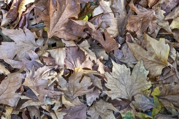 Fechar Folhas Outono Caídas Natureza — Fotografia de Stock