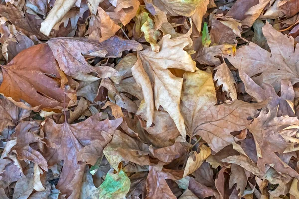 Fechar Folhas Outono Caídas Natureza — Fotografia de Stock