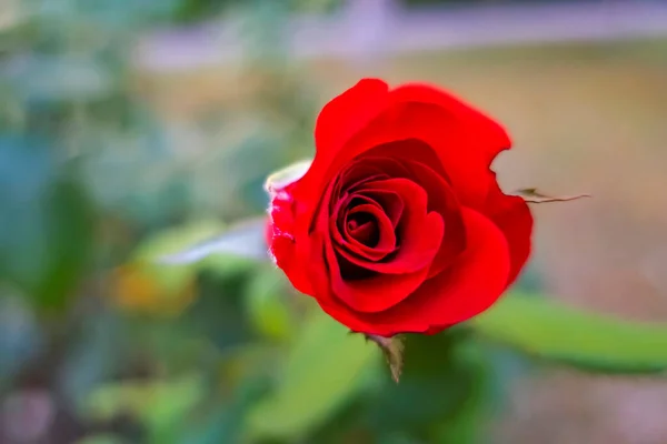 Primer Plano Rosa Roja Sobre Fondo Verde — Foto de Stock