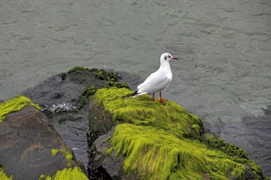 Deniz kenarındaki kayalıklarda martı