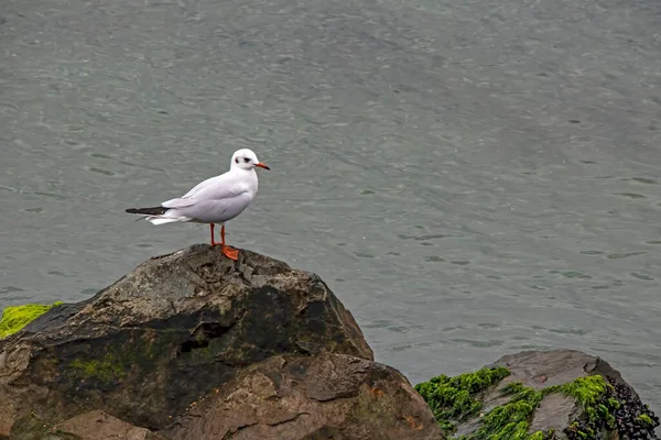 Möwe Auf Felsen Meer — Stockfoto