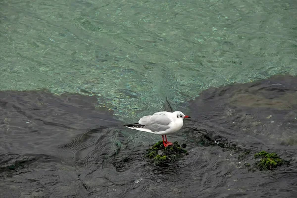 Gaviota Las Rocas Lado Del Mar — Foto de Stock