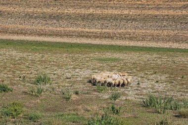 Tarlada koyun sürüsü