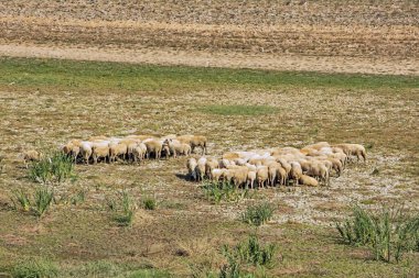 Tarlada koyun sürüsü