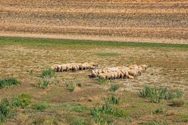 Tarlada koyun sürüsü