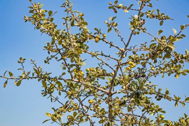Doğada diken ve böğürtlen