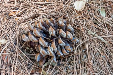 Çam kozalağına yakın.