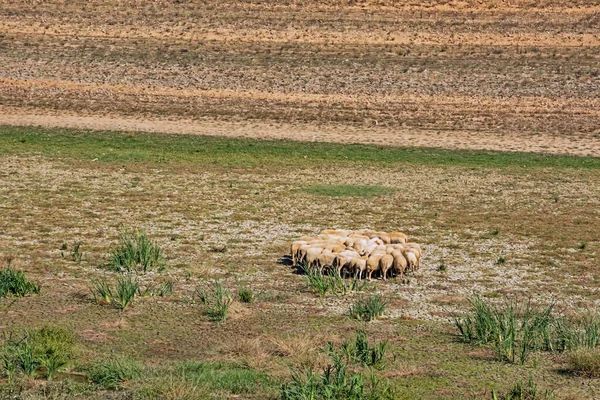 Tarlada koyun sürüsü