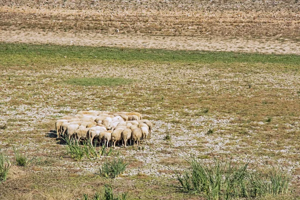 田野里的一群羊 — 图库照片