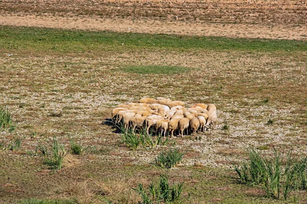 flock of sheep in field