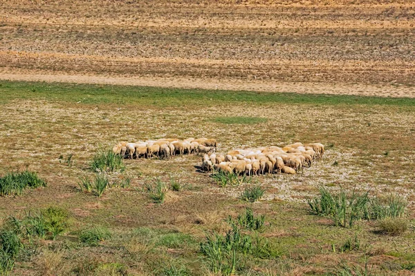 Tarlada koyun sürüsü