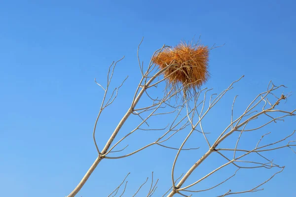 鳥の巣木の枝に — ストック写真