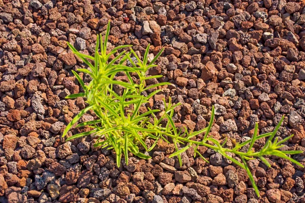 小石の間に小さな緑の植物 — ストック写真