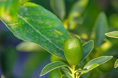 Kumkat meyvesi ve yeşil yapraklar doğada