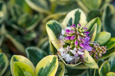 Doğadaki çalıları, bitkileri ve çiçekleri kapatın.