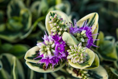 Doğadaki çalıları, bitkileri ve çiçekleri kapatın.
