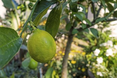  limon ve yeşil yapraklar doğada