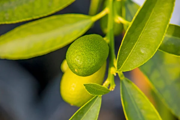Kumquatfrüchte Und Grüne Blätter Der Natur — Stockfoto
