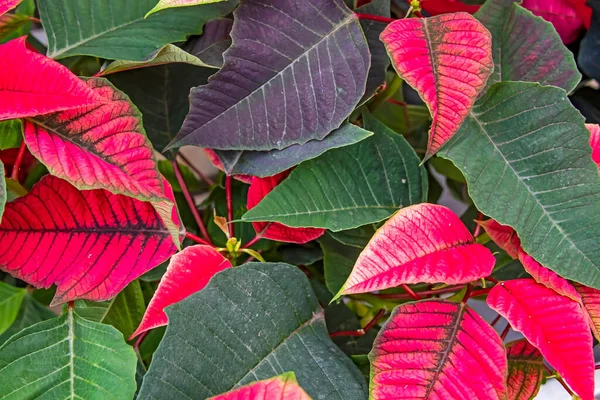 Close Poinsettia Flowers Nature — Stock Photo, Image