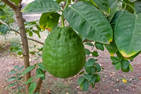 Citronfrukter Och Gröna Blad Naturen — Stockfoto