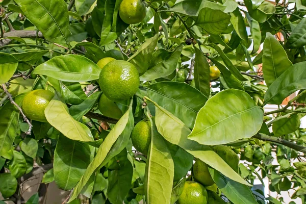 Μανταρίνια Φρούτα Και Πράσινα Φύλλα Στη Φύση — Φωτογραφία Αρχείου