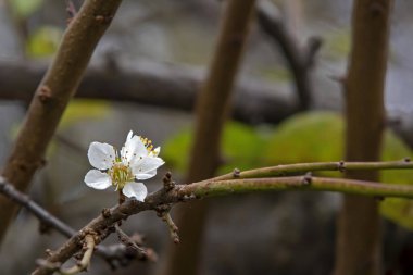 Kış mevsiminde ağaçta bahar çiçekleri