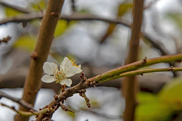 Fiori Primaverili Sugli Alberi Nella Stagione Invernale — Foto Stock