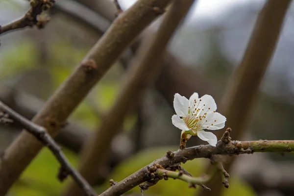 Весняні Квіти Дереві Зимовий Сезон — стокове фото